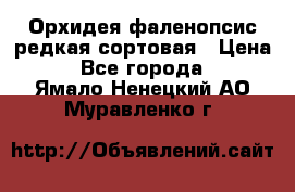 Орхидея фаленопсис редкая сортовая › Цена ­ 800 - Все города  »    . Ямало-Ненецкий АО,Муравленко г.